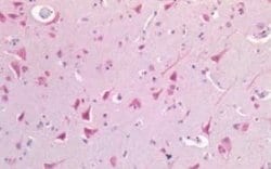 USP19 Antibody, Novus Biologicals 50 &mu;g | Buy Online | Novus Biologicals | Fisher Scientific